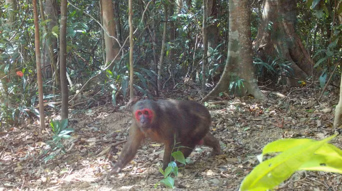 Cận cảnh khỉ mặt đỏ được máy bẫy ảnh ghi nhận trong Khu Bảo tồn thiên nhiên Bắc Hướng Hóa
