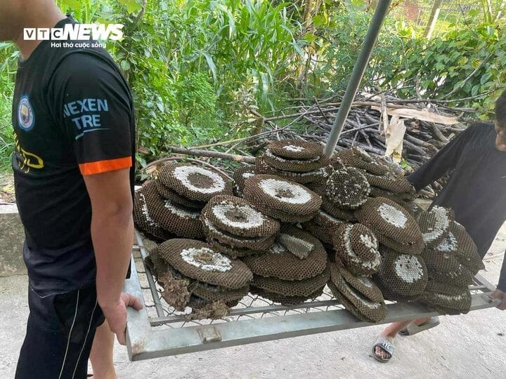 Những tảng ong chắc nhộng được anh Thế Anh khai thác.