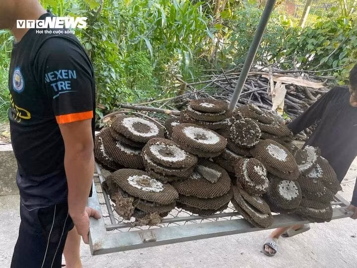 Những tảng ong chắc nhộng được anh Thế Anh khai thác.