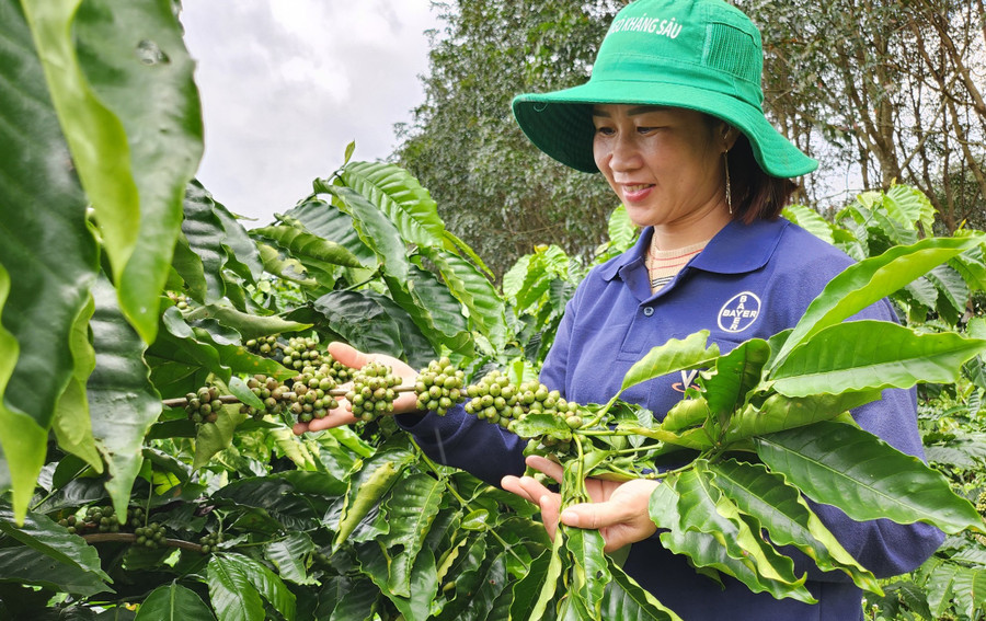 Không chỉ làm tốt công tác Hội, chị Liên còn là tấm gương phụ nữ điển hình trong phát triển kinh tế ở xã Ia Glai. Ảnh: Mộc Trà