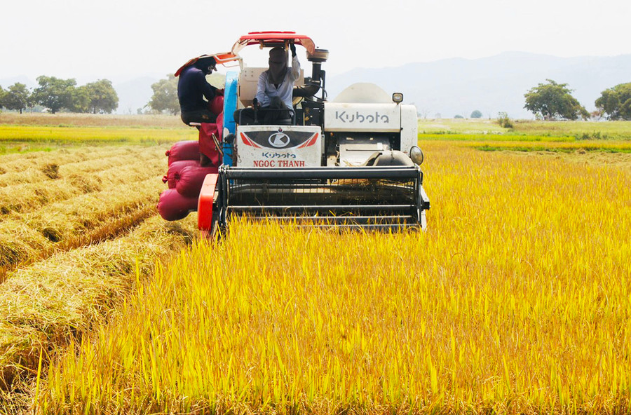 Người dân xã Ia Rbol thu hoạch lúa. Ảnh: V.C Người dân xã Ia Rbol thu hoạch lúa. Ảnh: V.C