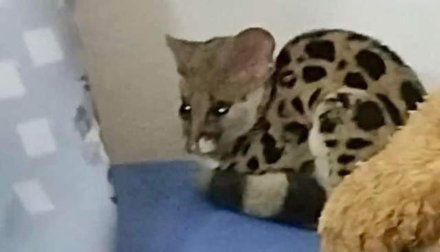 Cầy gấm được phát hiện trong phòng ngủ nhà dân