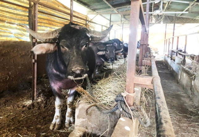 Đưa trâu bán hoang dã về nuôi nhốt trong chuồng.