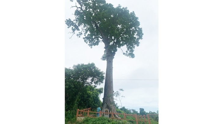 Cây lim di sản ở Vườn quốc gia Bến En. Cây lim di sản ở Vườn quốc gia Bến En.