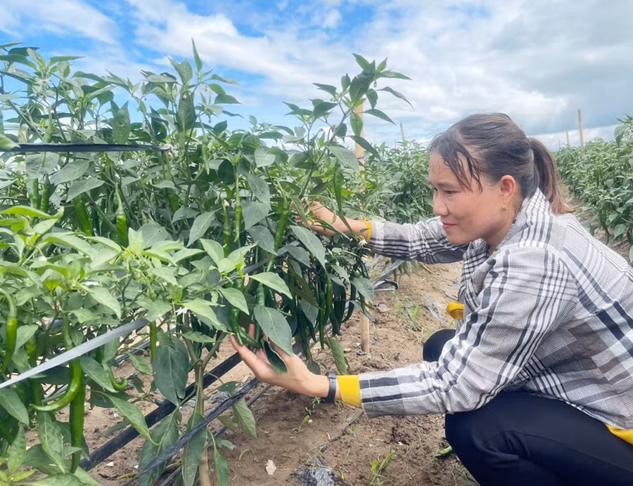 Nhờ được hỗ trợ thông tin, 10 hộ dân xã Ia Rtô mạnh dạn liên kết trồng ớt lai F1 số 20 mang lại hiệu quả kinh tế cao. Ảnh: V.C Nhờ được hỗ trợ thông tin, 10 hộ dân xã Ia Rtô mạnh dạn liên kết trồng ớt lai F1 số 20 mang lại hiệu quả kinh tế cao. Ảnh: V.C