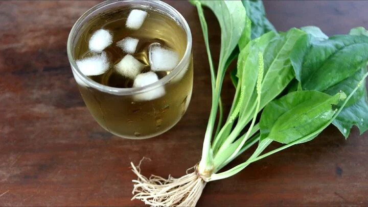 Nước cây mã đề rất tốt cho người bị bệnh tiết niệu Nước cây mã đề rất tốt cho người bị bệnh tiết niệu