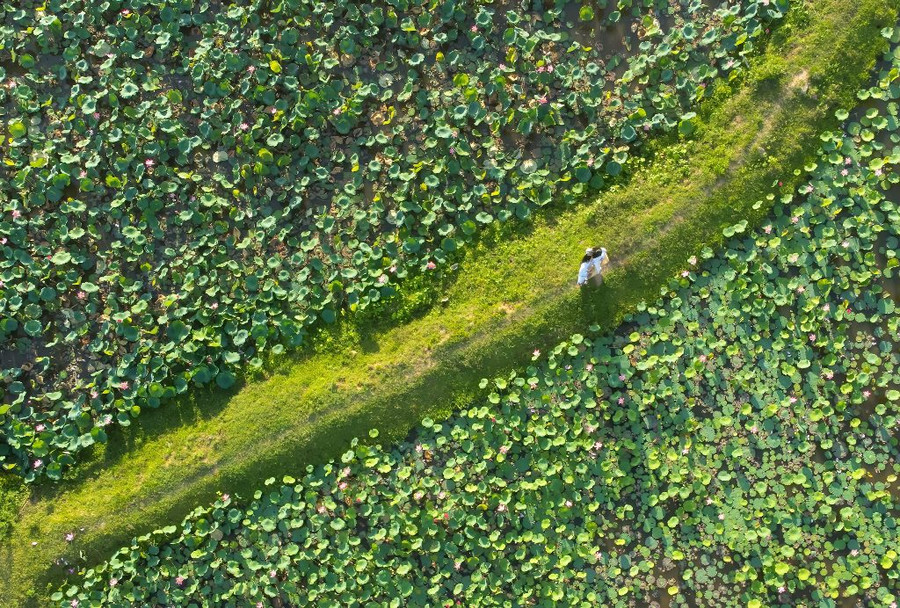 Một góc cánh đồng sen nở rộ nhìn từ trên cao. Ảnh: Nguyễn Trình