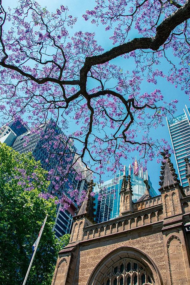 Nhiều du khách đổ về Australia vào mùa xuân hằng năm để được ngắm nhìn cánh phượng tím Nhiều du khách đổ về Australia vào mùa xuân hằng năm để được ngắm nhìn cánh phượng tím