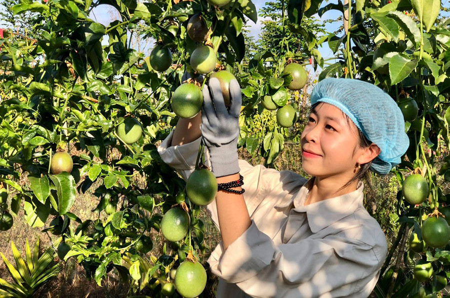 Thành viên Hợp tác xã Nông nghiệp và Dịch vụ Hùng Thơm (xã Đak Ta Ley, huyện Mang Yang) chăm sóc chanh dây. Ảnh: Vũ Thảo Thành viên Hợp tác xã Nông nghiệp và Dịch vụ Hùng Thơm (xã Đak Ta Ley, huyện Mang Yang) chăm sóc chanh dây. Ảnh: Vũ Thảo