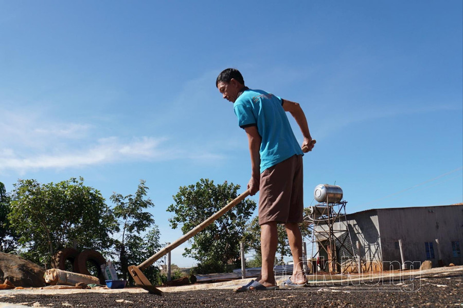 Ông Nguyễn Văn Thắng, thôn Đắk R&apos;tăng, xã Quảng Tân, huyện Tuy Đức, mất trắng 6 tấn cà phê, 3 tấn hồ tiêu ký gửi tại Công ty TNHH MTV Đức Hoàng