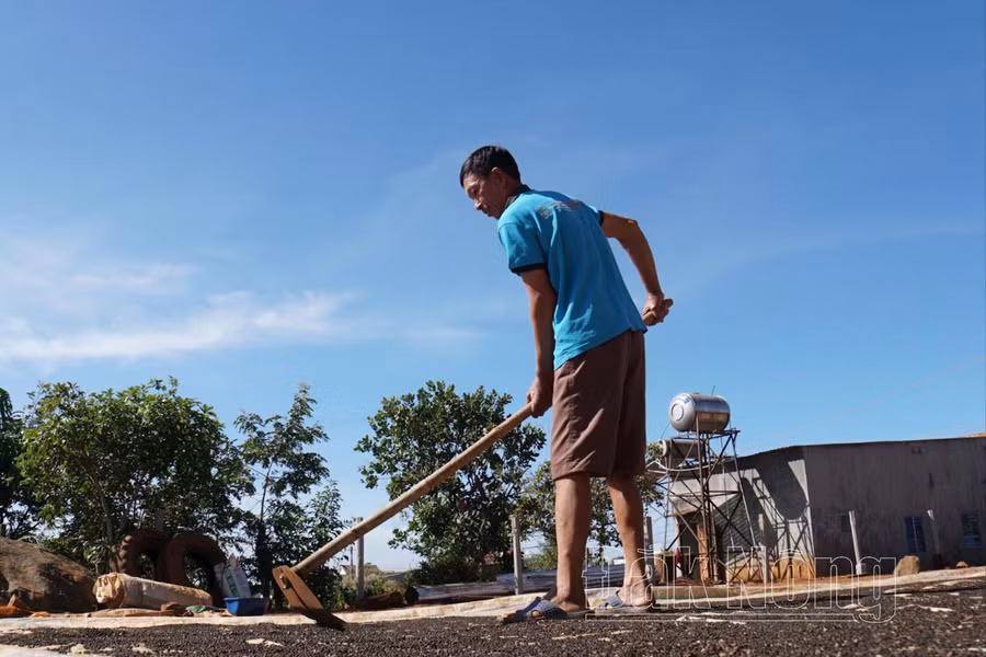 Ông Nguyễn Văn Thắng, thôn Đắk R'tăng, xã Quảng Tân, huyện Tuy Đức, mất trắng 6 tấn cà phê, 3 tấn hồ tiêu ký gửi tại Công ty TNHH MTV Đức Hoàng