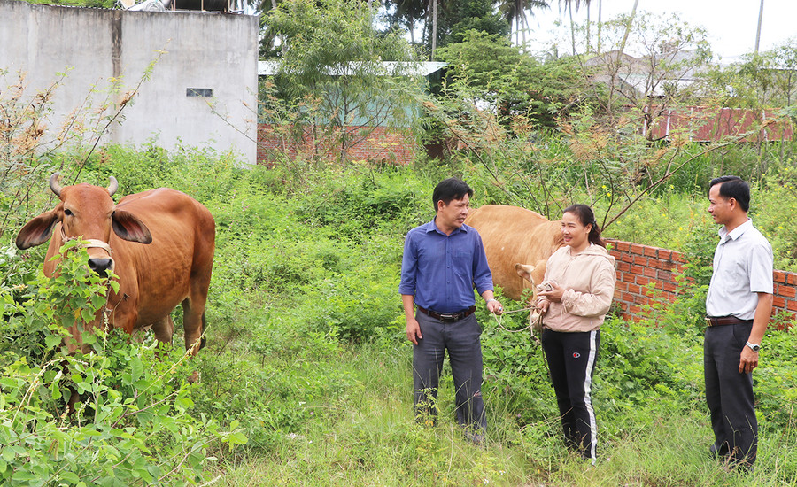 Chị Mai Thị Tuyết Nhung (tổ 2, phường An Phú) áp dụng kiến thức học hỏi từ các lớp tập huấn vào chăn nuôi bò lai sinh sản. Ảnh: N.M Chị Mai Thị Tuyết Nhung (tổ 2, phường An Phú) áp dụng kiến thức học hỏi từ các lớp tập huấn vào chăn nuôi bò lai sinh sản. Ảnh: N.M