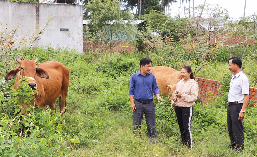Chị Mai Thị Tuyết Nhung (tổ 2, phường An Phú) áp dụng kiến thức học hỏi từ các lớp tập huấn vào chăn nuôi bò lai sinh sản. Ảnh: N.M