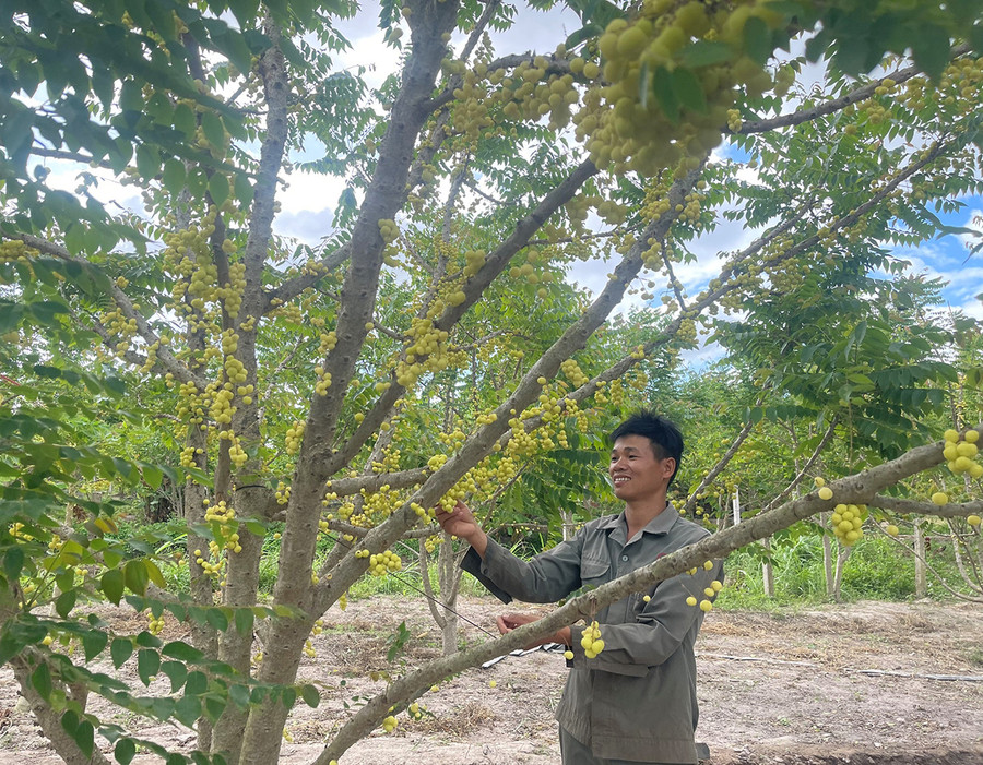 Anh Long Văn Thiện bên cây chùm ruột sai trĩu quả. Ảnh: P.D Anh Long Văn Thiện bên cây chùm ruột sai trĩu quả. Ảnh: P.D