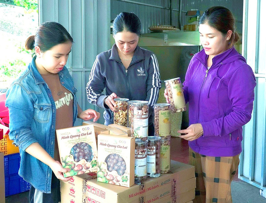 Cơ sở chế biến mắc ca Minh Quang (thị trấn Kbang) đang hướng đến việc được chứng nhận sản phẩm OCOP cấp quốc gia. Ảnh: M.N