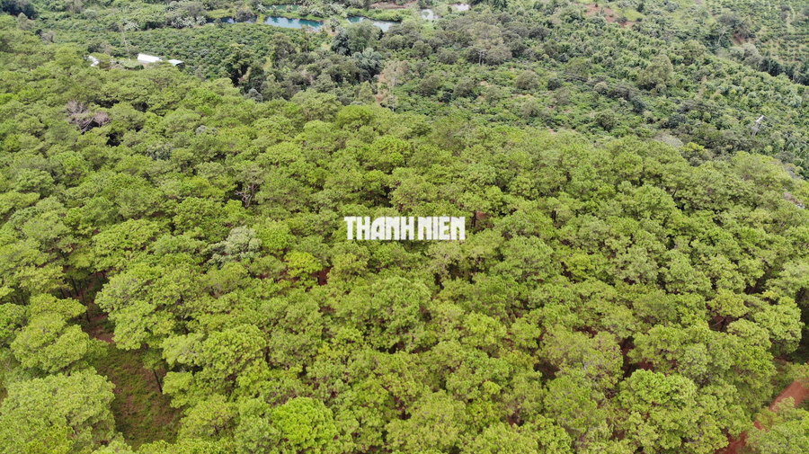 Ngắm vẻ đẹp hoang sơ của cao nguyên Đắk Nông nhìn từ trên cao - Ảnh 12. Rừng thông dọc quốc lộ 14, đoạn qua địa bàn Đắk Nông. Ảnh: XUÂN LÂM