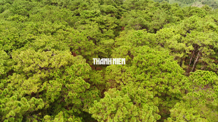 Ngắm vẻ đẹp hoang sơ của cao nguyên Đắk Nông nhìn từ trên cao - Ảnh 11. Dọc 2 bên tuyến quốc lộ 14 là rừng thông. Vi vu trên con đường này sẽ khiến bạn thích thú vì không khí rất trong lành. Ảnh: XUÂN LÂM