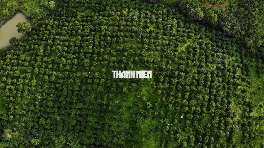 Ngắm vẻ đẹp hoang sơ của cao nguyên Đắk Nông nhìn từ trên cao - Ảnh 8. Rẫy cà phê của bà con nông dân trên địa bàn TP.Gia Nghĩa. Cà phê hiện có giá rất cao nên nhiều người dân rất phấn khởi để chuẩn bị vào mùa thu hoạch (thường khoảng cuối năm). Ảnh: XUÂN LÂM