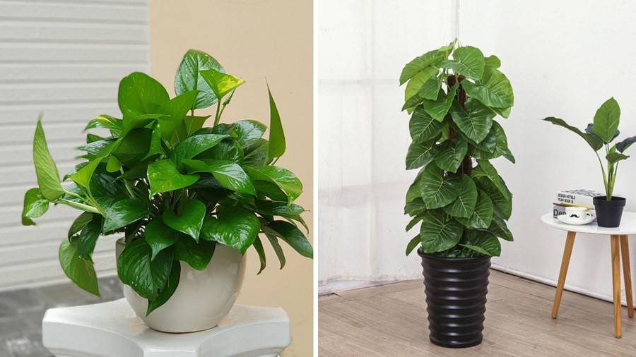 Trong phong thủy, trầu bà là “cây tiền tài”, giúp mọi chuyện hanh thông, dễ dàng, thuận lợi. Đồ hoạ: Tuyết Lan