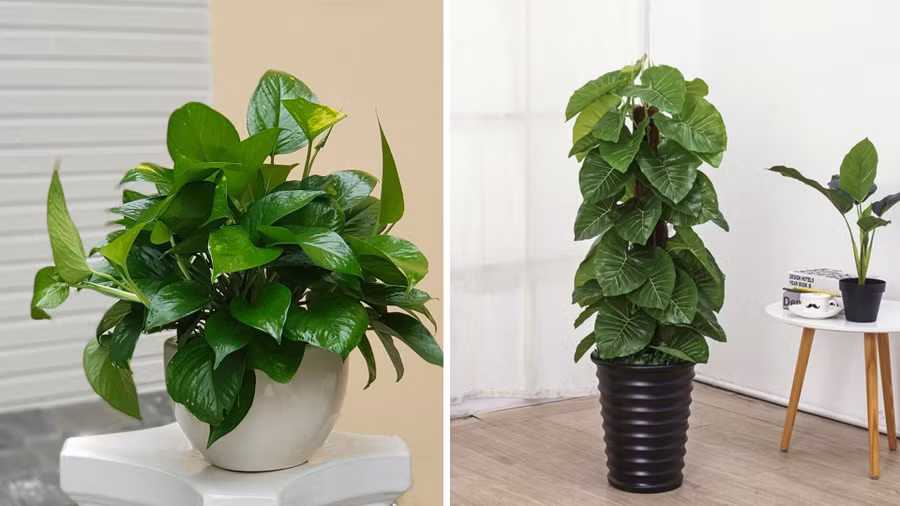 Trong phong thủy, trầu bà là “cây tiền tài”, giúp mọi chuyện hanh thông, dễ dàng, thuận lợi. Đồ hoạ: Tuyết Lan