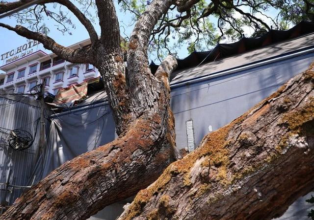 &quot;Lão&quot; phượng tím bị hàng quán chèn ép. ẢNH: LÂM VIÊN