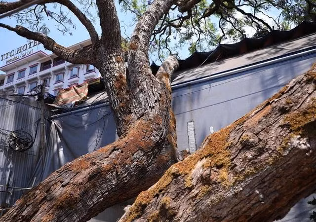 "Lão" phượng tím bị hàng quán chèn ép. ẢNH: LÂM VIÊN