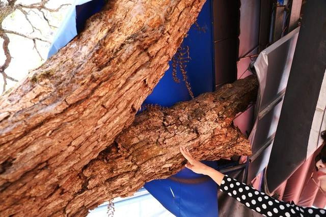 Cành &quot;lão&quot; phượng tím bị xâm hại nghiêm trọng, khiến cây có thể chết đứng. ẢNH: LÂM VIÊN