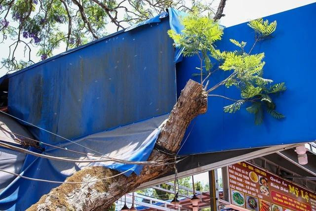 Cành phượng tím cổ thụ hiện nay. ẢNH: LÂM VIÊN