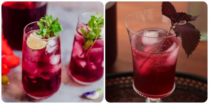 Uống nước lá tía tô có tác dụng gì? ảnh 1 Uống nước lá tía tô có tác dụng gì? ảnh 1