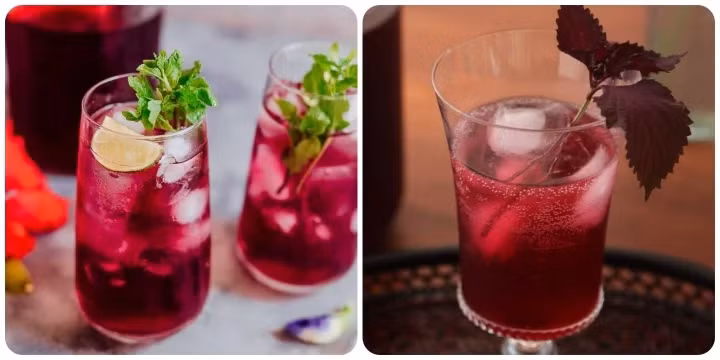 Uống nước lá tía tô có tác dụng gì? ảnh 1