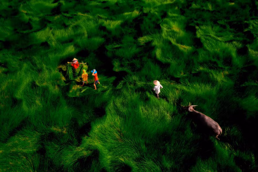 Trên cánh đồng cỏ năng. Ảnh: NGUYỄN MINH TÚ