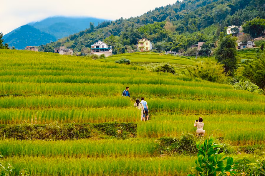 Theo UBND H.Bình Liêu, ruộng bậc thang tại đây đẹp nhất là vào cuối tháng 10, đầu tháng 11. Ảnh: LÃ NGHĨA HIẾU