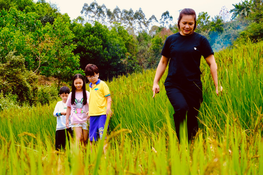 Ruộng bậc thang tại Bình Liêu nhiều nơi còn chưa chín rộ nhưng cũng đủ làm du khách thích thú trải nghiệm. Ảnh: LÃ NGHĨA HIẾU