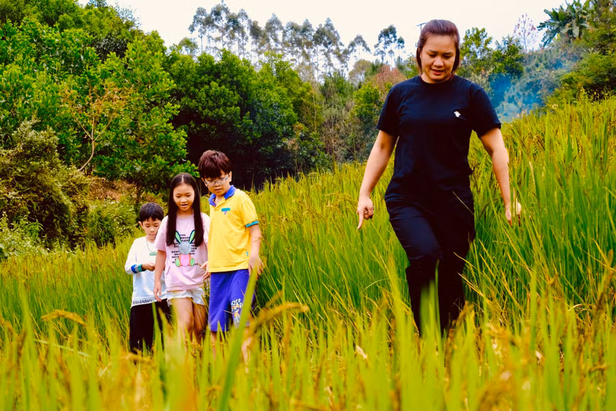 Ruộng bậc thang tại Bình Liêu nhiều nơi còn chưa chín rộ nhưng cũng đủ làm du khách thích thú trải nghiệm. Ảnh: LÃ NGHĨA HIẾU