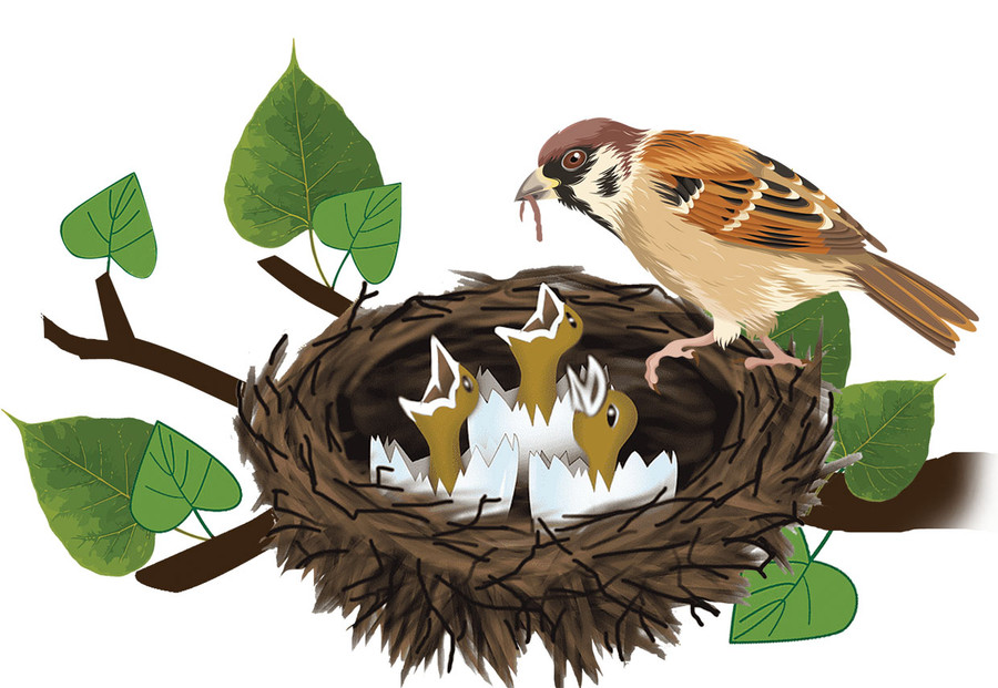 Minh họa: H.T Minh họa: H.T