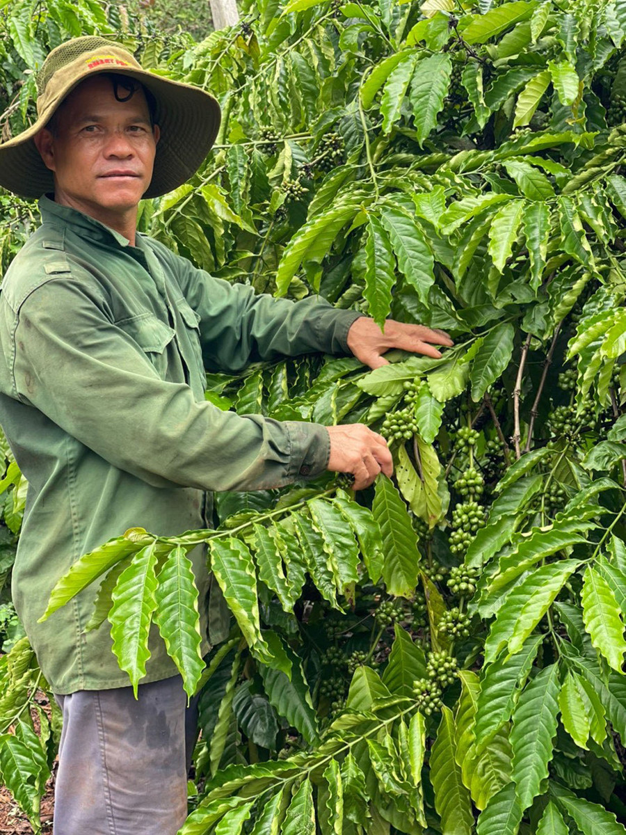 Ông Rơ Lan Bye chăm sóc vườn cà phê của gia đình. Ảnh: L.Q Ông Rơ Lan Bye chăm sóc vườn cà phê của gia đình. Ảnh: L.Q