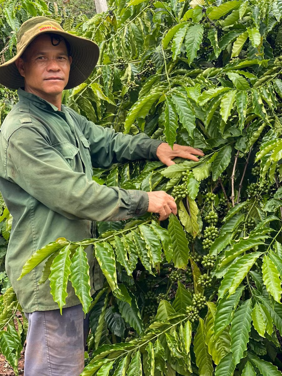 Ông Rơ Lan Bye chăm sóc vườn cà phê của gia đình. Ảnh: L.Q