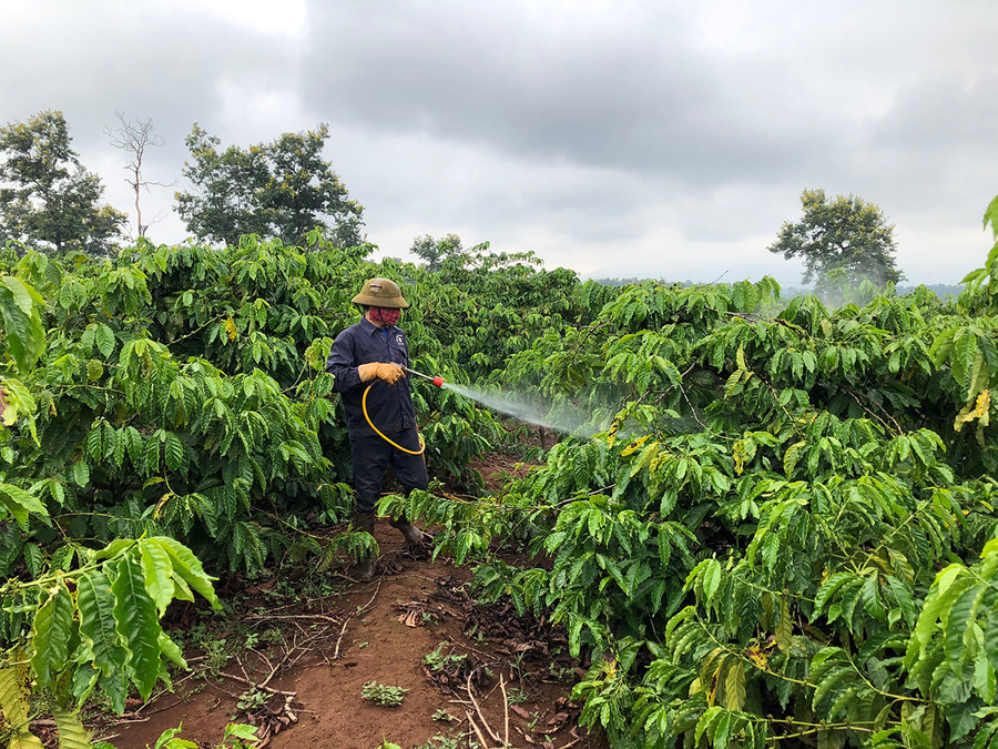 Người dân xã Ia Sao, huyện Ia Grai phun thuốc phòng trừ bệnh cho cây cà phê. Ảnh: Vũ Thảo