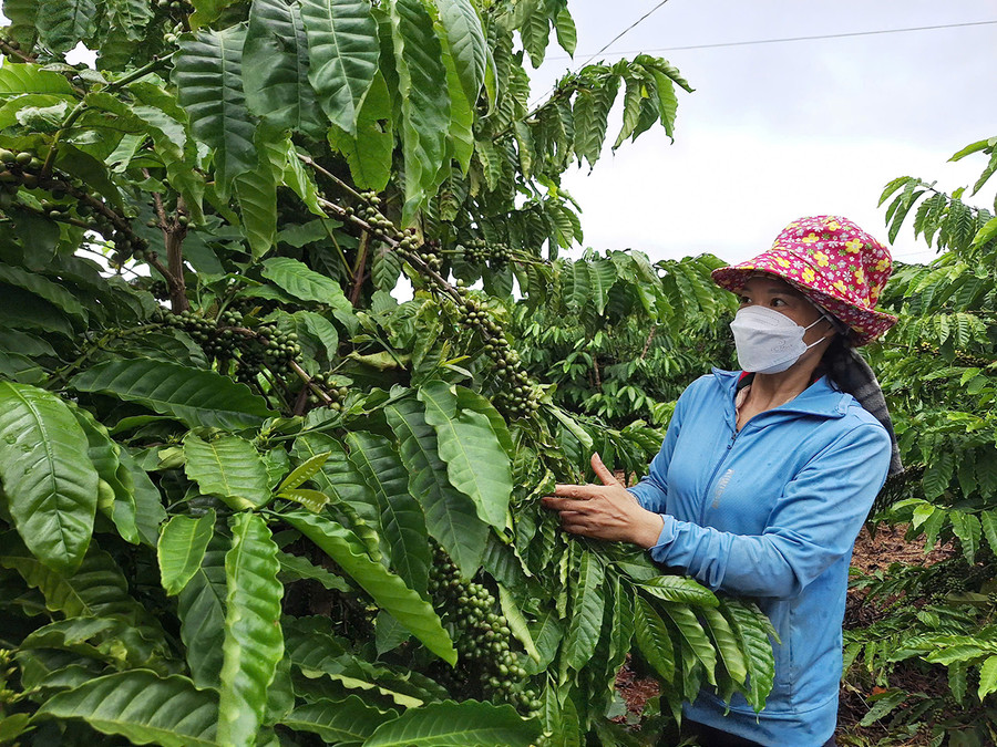 Dự kiến năm nay, vườn cà phê tái canh từ năm 2020 của bà Mão sẽ đạt năng suất cao khi bước vào kinh doanh. Ảnh: Q.T Dự kiến năm nay, vườn cà phê tái canh từ năm 2020 của bà Mão sẽ đạt năng suất cao khi bước vào kinh doanh. Ảnh: Q.T