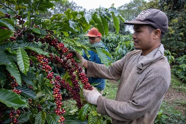 Giá cà phê giảm vì cà phê vào vụ thu hoạch. Ảnh: Minh Đăng