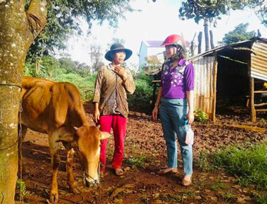 Nhờ đi xuất khẩu lao động, nhiều hội viên phụ nữ dân tộc thiểu số mua bò phát triển kinh tế. Ảnh: Mai Ka