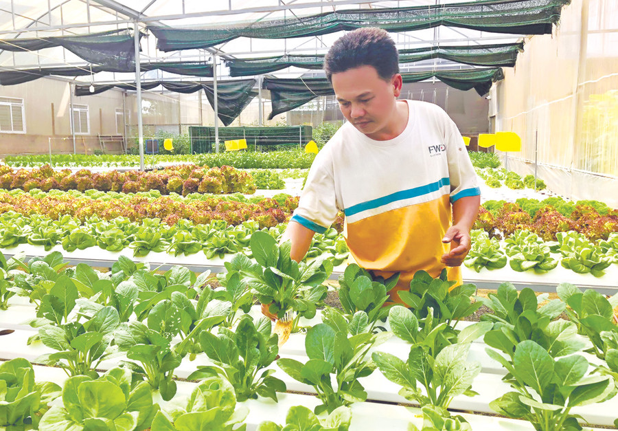 Nông dân huyện Chư Păh trồng rau xanh theo phương pháp thủy canh, ứng dụng công nghệ cao. Ảnh: G.H Nông dân huyện Chư Păh trồng rau xanh theo phương pháp thủy canh, ứng dụng công nghệ cao. Ảnh: G.H