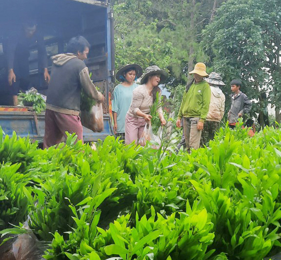 Người dân làng Kách nhận cây giống trồng rừng. Ảnh: Nguyễn Diệp