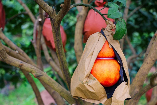 Bên cạnh bưởi đỏ hình giọt nước, thỏi vàng, bưởi đỏ còn được tạo hình hồ lô để phục vụ nhu cầu của khách hàng.