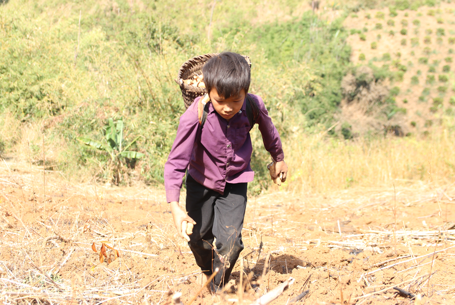 Em Tráng A Tâm lên rẫy mót củ mì về bán