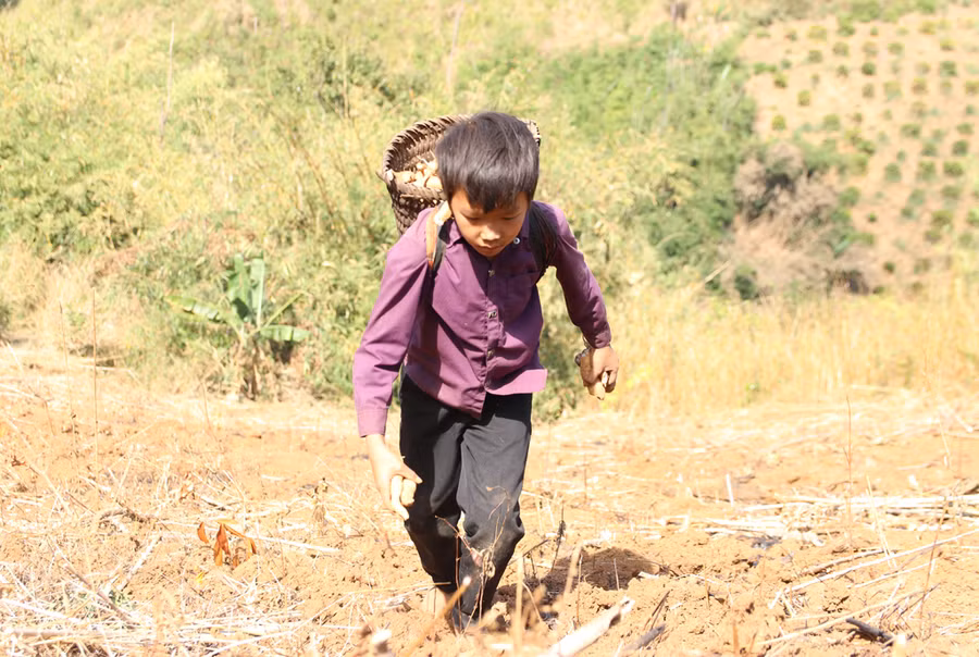 Em Tráng A Tâm lên rẫy mót củ mì về bán