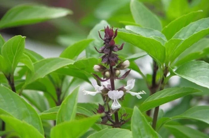 Húng quế được coi là loại rau gia vị được sử dụng phổ biến trong các món ăn thường ngày. (Ảnh minh hoạ) Húng quế được coi là loại rau gia vị được sử dụng phổ biến trong các món ăn thường ngày. (Ảnh minh hoạ)