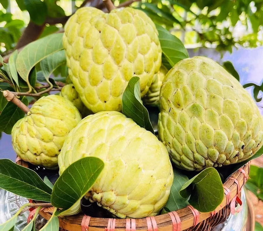 Quả na Thái ở Kông Chro chín có mùi thơm, vỏ màu vàng, da căng, mẫu mã đẹp được người tiêu dùng ưa chuộng. Ảnh: Ngọc Sang