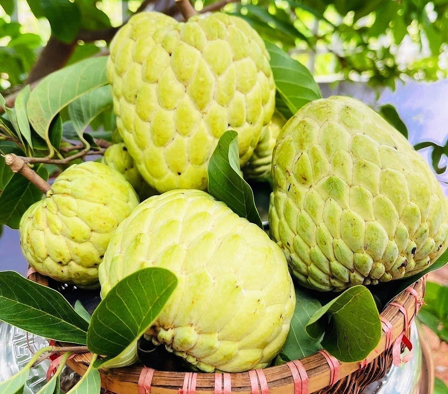 Quả na Thái ở Kông Chro chín có mùi thơm, vỏ màu vàng, da căng, mẫu mã đẹp được người tiêu dùng ưa chuộng. Ảnh: Ngọc Sang Quả na Thái ở Kông Chro chín có mùi thơm, vỏ màu vàng, da căng, mẫu mã đẹp được người tiêu dùng ưa chuộng. Ảnh: Ngọc Sang