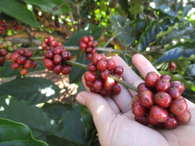 Giá cà phê biến động mạnh trong thời gian ngắn.